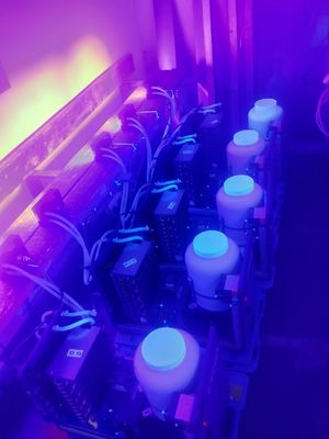 UV 경화를 위한 1300W UV led 모듈 자줏빛 자외선 365nm 385nm 395nm 405nm